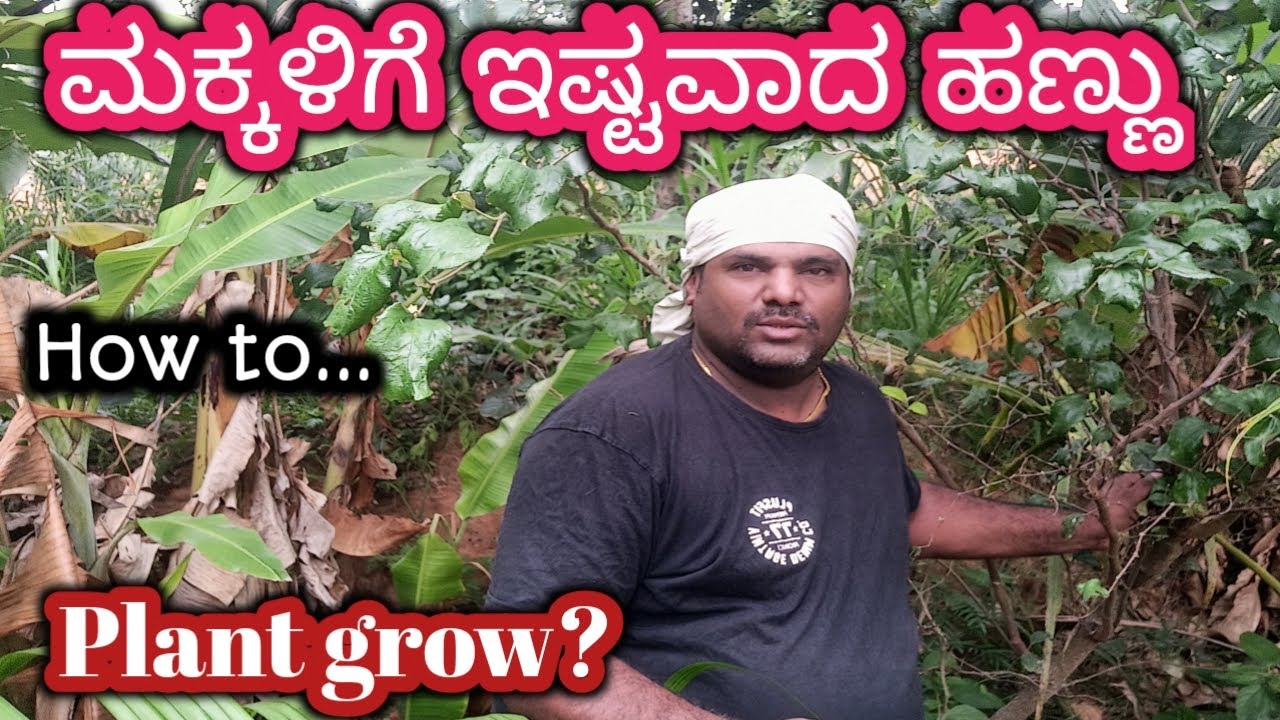 How To Grow Ooty Apple How Many Years To Grow Full Kannada how-to-grow-ooty-apple-how-many-years-to-grow-full-kannada