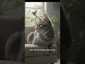 boring story for cat #americanmindset #motivationspeech #inspiration #mindsetminute #motivational