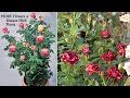 My secrets to make rose plants very bushy  healthy 100 success