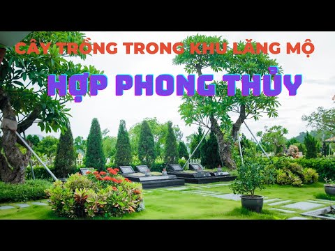 Video Những Loại Cây Trồng Ở Trong Khu Lăng Mộ Hợp Phong... - youtube