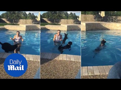 Tiny puppy hitches a ride across the pool on bigger dog's back - Daily ...