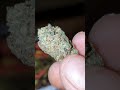 Biscozzi. Biscotti cross Zkittles bx