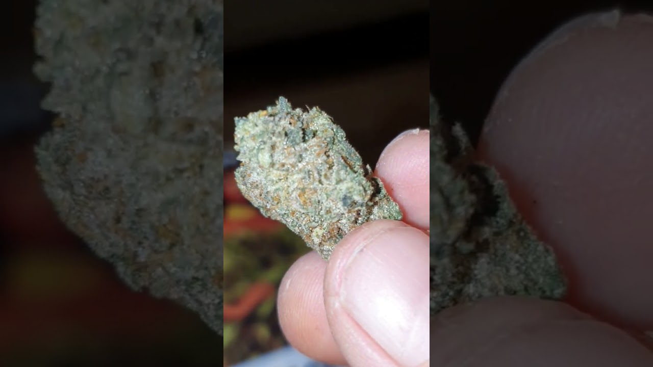 Biscozzi. Biscotti cross Zkittles bx