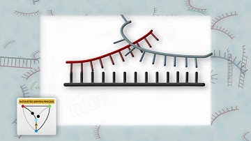 An information ratchet improves selectivity in molecular recognition under non equilibrium condition