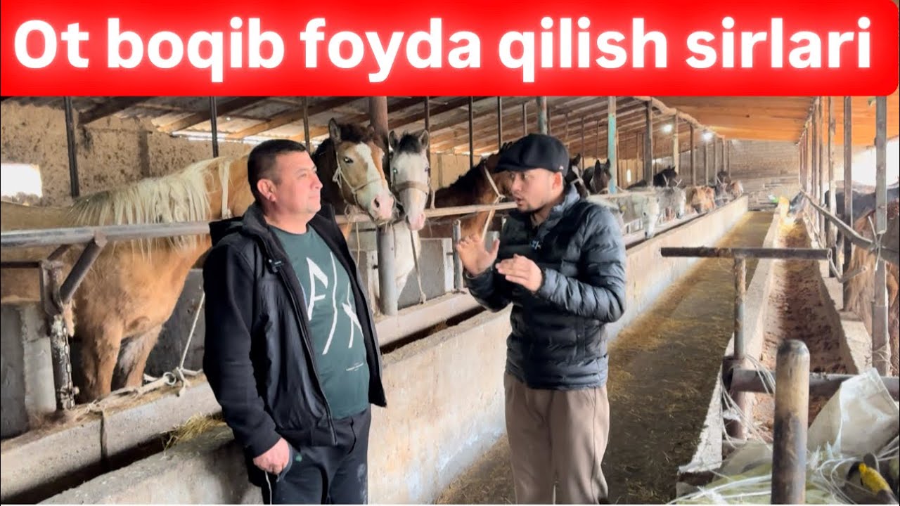 Ot boqib foyda qilish,55kunda 2milliondan daromad qilish sirlari