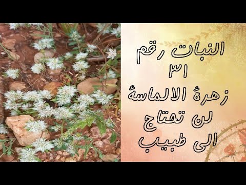 زهرة الالماسة لعلاج حصوات الكلي اسمها العلمي  