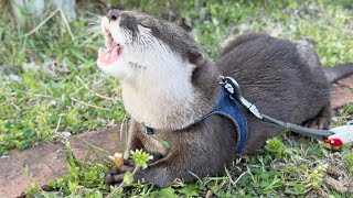 The otter is able to receive jerky directly from the baby by hand!