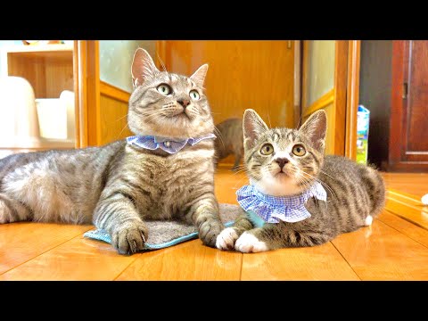 猫達にお洒落な首輪をつけてみました。似合うと思いますか？？