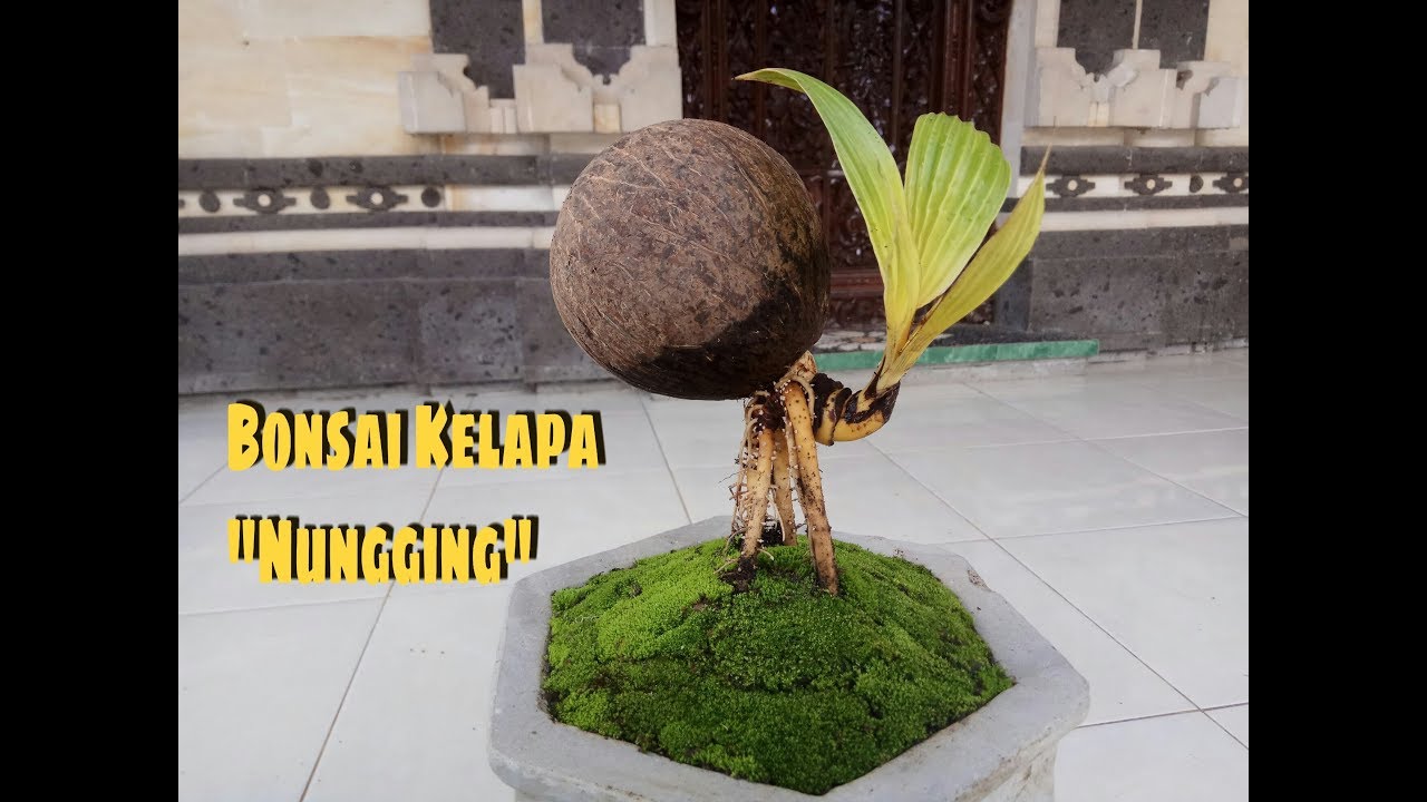Bonsai kelapa nungging proses pemindahan dari media air ke ...
