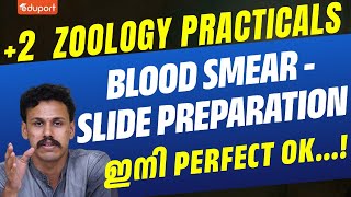 Plus Two Zoology Practicals | Blood Smear - Slide Preparation  | Eduport Plus Two