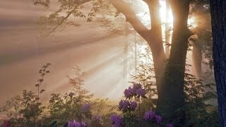 Video thumbnail of "Edvard Grieg - Morning Mood (Au Matin)"