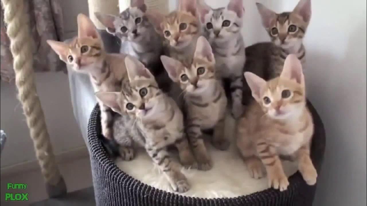 смешные животные. видеоролики про животных. видеоролики самые смешные животные. смешные ролики про животных. смешные видеоролики про животных.