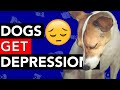 Do Dogs Get Depression?