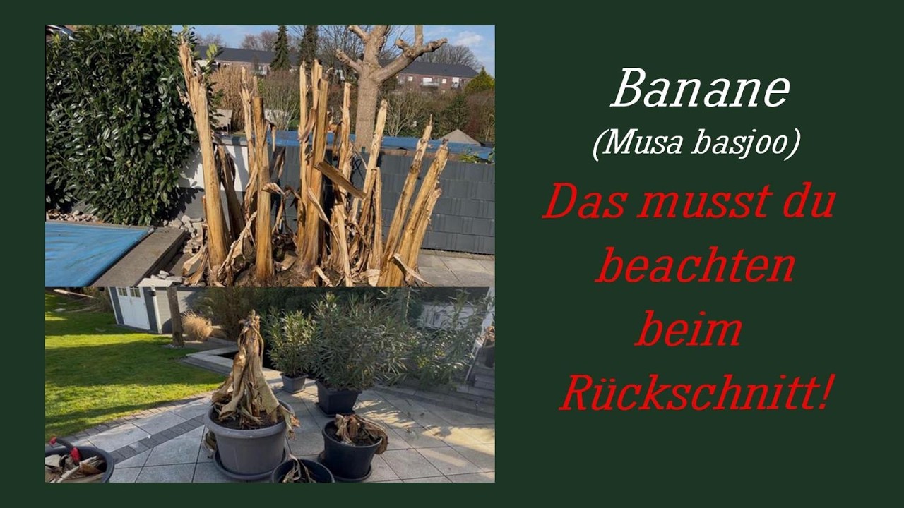 Banane (Musa basjoo) Zurückschnitt nach dem Winter Februar 2026