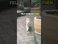 This cat kept disappearing every day… so his owner followed him 🐱 Follow for daily stories 🌍 #cat