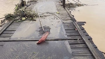 CẦU GỖ PHÚ KIỂNG GỜ CHỈ CÒN 2 ĐẦU CẦU NƯỚC SÔNG CÁI MÊNH MÔNG - VĨNH NGỌC SAU KHI NƯỚC RÚT