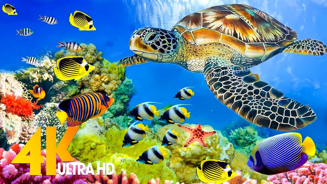 [NEW] 11H Stunning 4K Underwater Wonders - Relaxing Music | Coral Reefs, Fish & Colorful Sea Lif