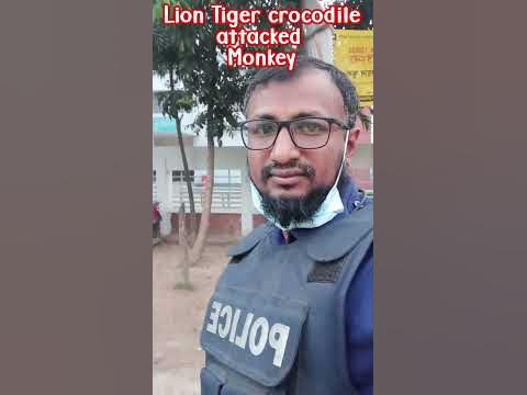 lion tiger crocodile attacked monkey #viral #trendingshorts #reels #