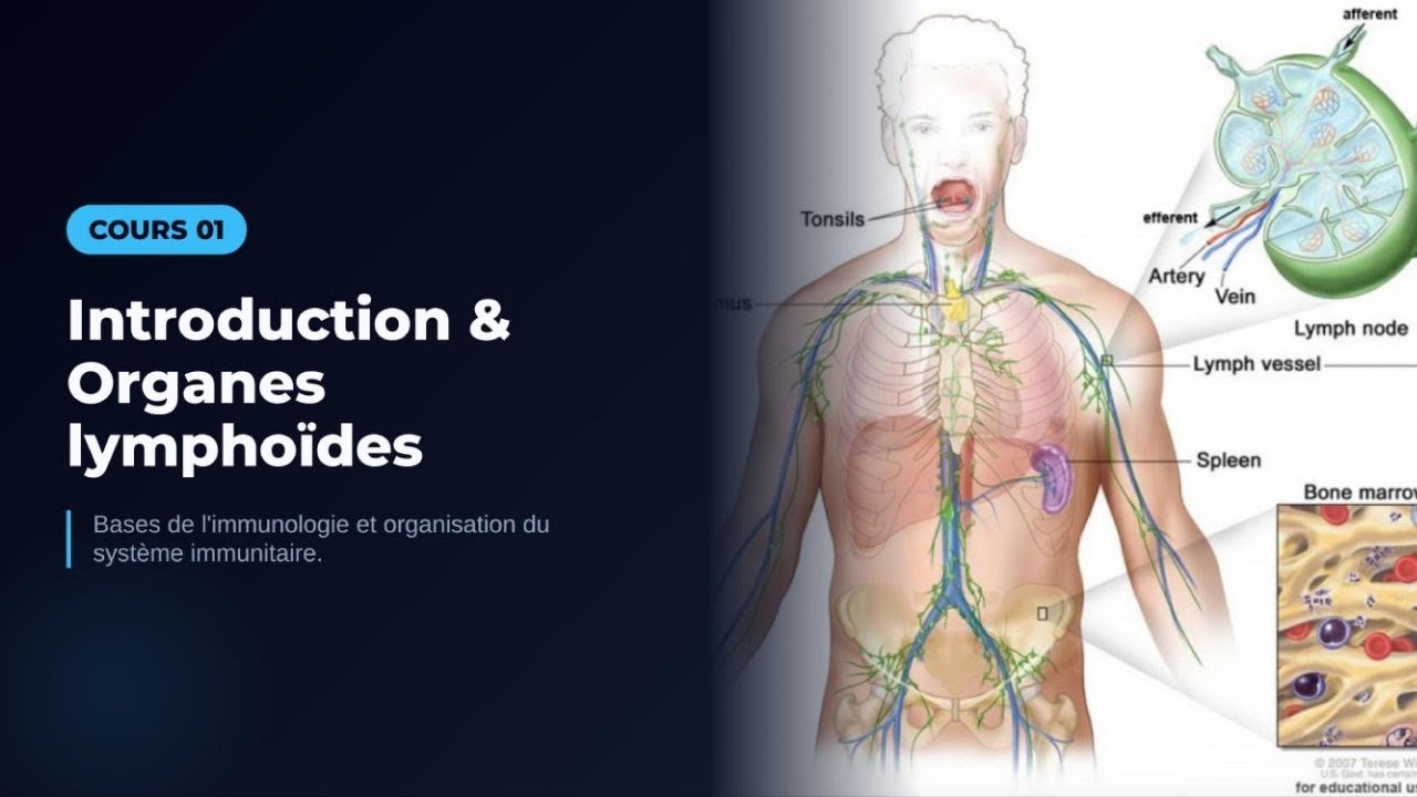 INTRODUCTION À L'IMMUNOLOGIE ET LES ORGANES LYMPHOÏDES