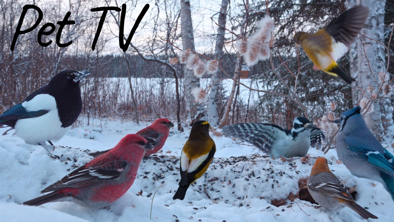 Cozy Winter Birdwatching 😻 Nature Fun for Dogs, Cats, & People - Cat TV • Dog TV