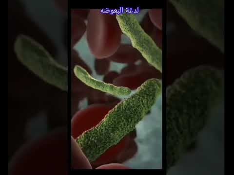 لدغة البعوضة تحت المجهر الالكتروني لازم تشوفها
