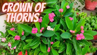 Common Problems With Crown of Thorns - Crown Of Thorns Plant Care - (Euphorbia Milii)