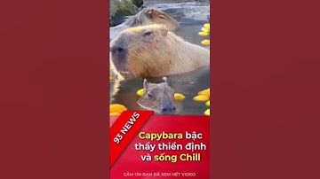 Capybara, loài chuột khổng lồ được xem là bậc thầy thiền định
