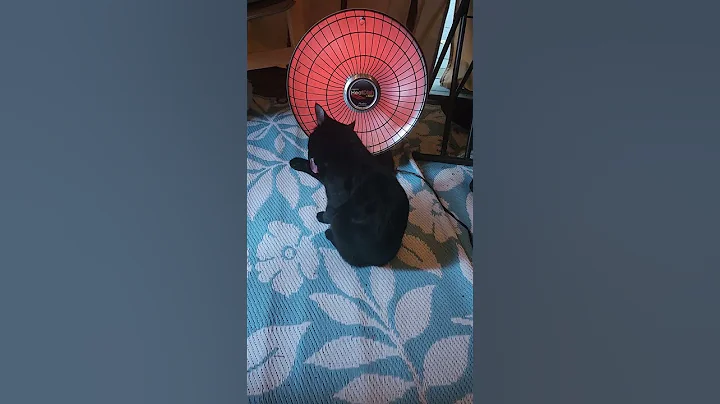 Video 11832481: cat kitten bathing, bathing black cat