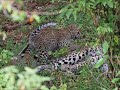 Bahati  la #léoparde et ses deux petits #maasaimara
