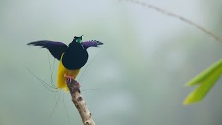 Things to do in Papua New Guinea