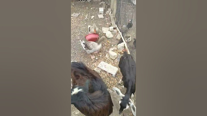 Angry goose attacks goat #shorts #animals #goose #goat #funnyanimals