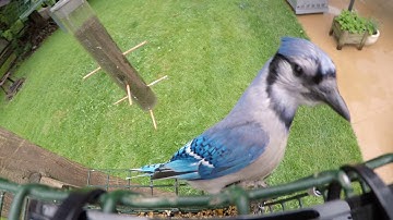 GoPro birds at the feeder