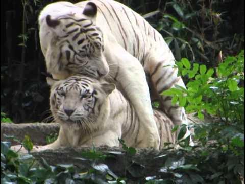 Sexzoo. Девушка и обезьяна. Sexzoo. Sexzoo. Sexzoo.