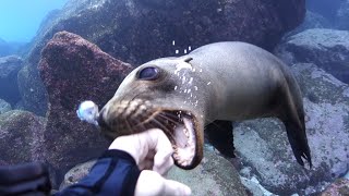 La Paz, Mexico  Diving and playing around with Sea Lions