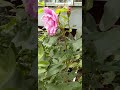 Respekt  shorts  Flowers Цветы шиповника на кусте.