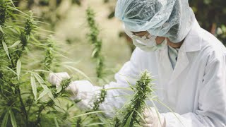 Famous Our investments made us ‘the most profitable cannabis company’: Trulieve CEO Profile