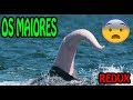 🔴 Os maiores e mais estranhos Bilaus do Reino Animal! REDUX