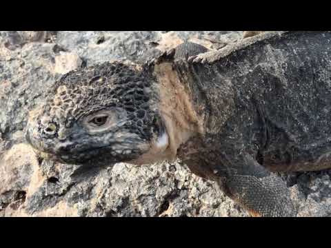 初めてのガラパゴス諸島 サンタクルス島 三匹のイグアナ Youtube