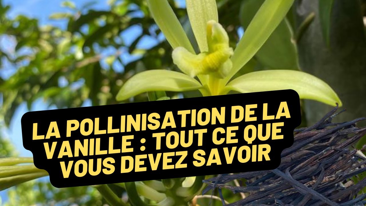 Le monde fascinant de la vanille : de la pollinisation à la gousse !