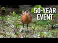 RARE King Rail Sighting! (First at John Heinz in 50 Years) #shorts #birdsong #birdalert