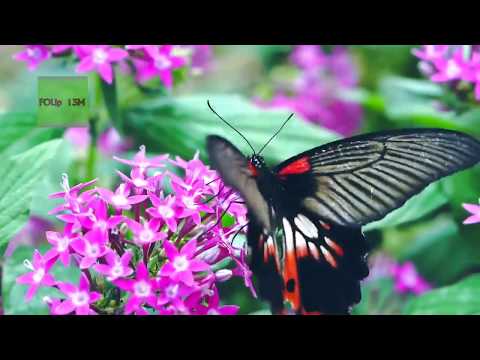 Monarch Butterfly Eating Nectar In Flower || Butterflies And Flowers || Butterflies On The Flowers