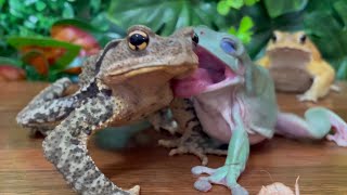 Smooth like butter, like a criminal undercover🐸 (frog and toad) japanese stream toad, miyako toad