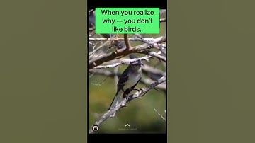 OH WOW, IS THAT A MOCKINGBIRD?! #jokes #funny #shorts #fun #memes