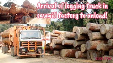Arrival of logging truck in sawmill factory! #logging #loggingtruck