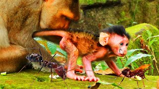 OMG newborn baby monkey very cute very lovely