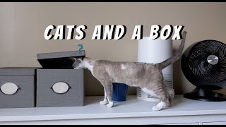 2 Cats and a box by Daily DevRex 389 views 2 years ago 2 minutes, 22 seconds