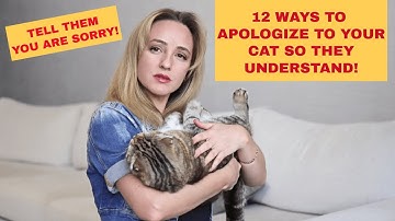 12 Ways To Apologize To Your Cat So They Understand!