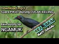 download suara PIKAT dan PANCINGAN BUNYI burung CUCAK KELING bikin burung liar NGAMUK