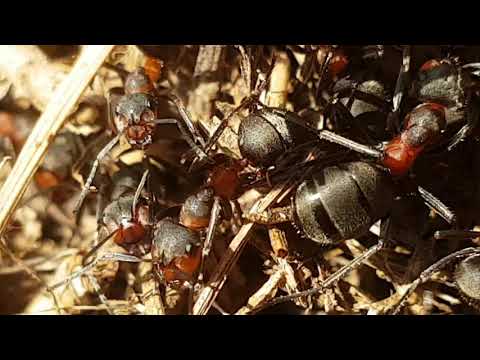 Video: Zašto mravi sanjaju - trče, živi, na krevetu