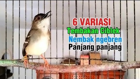 6 variasi lagu tembakan ciblek kristal, masteran ciblek ngebren variasi